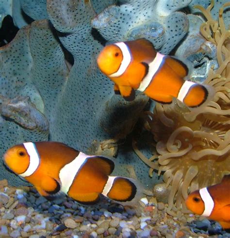 2020 popular 1 trends in tools, home & garden, toys & hobbies, men's clothing with a clown fish and 1. Clownfish - Discover Journey To The Reef Exhibit At Akron Zoo