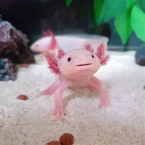 Axolotl Also Known As The Mexican Walking Fish Is The Real Life Mudkip
