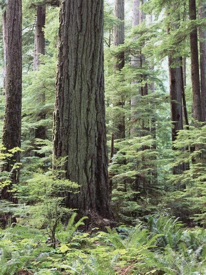 Discover 5 Of Americas Oldgrowth Forests American Forests