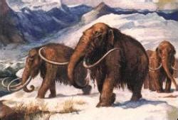 Well preserved mammoth from Siberia shows signs of early man stealing