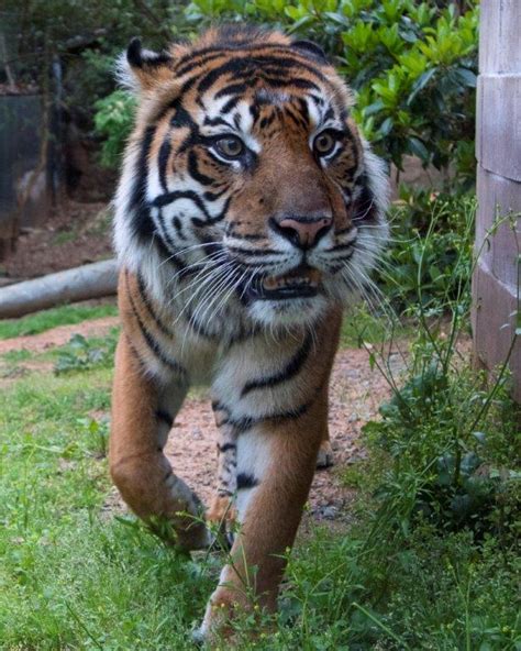 Zoo Atlanta Welcomes Sparky A New Sumatran Tiger The Porch Press