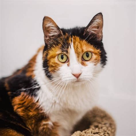 Meet Skittles The Stunning Cat With Hind Leg Paralysis Who Is Looking