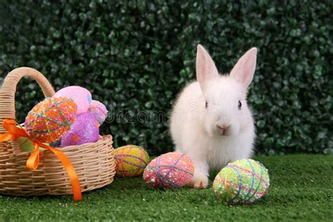 Easter Bunny Rabbit White With Painted Egg Stock Photo Image Of