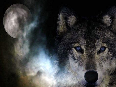 If you want to download wolf high quality wallpapers for your desktop, please download this wallpapers above and click «set as. Wolf Wallpapers Free - Wallpaper Cave
