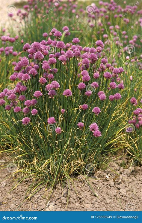 Garlic Allium Sativum Flower Plant Stock Image Image Of Botany
