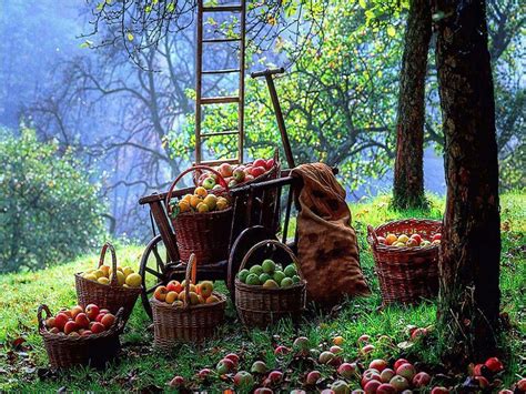 Beautiful Apple Orchard Harvest Apple Harvest Nature