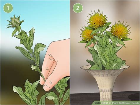 How To Plant Safflower Seeds 12 Steps With Pictures
