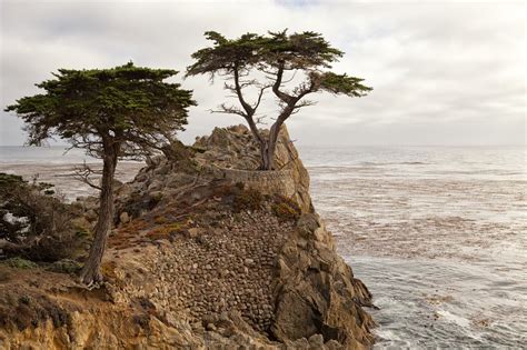 Pebble Beach 17 Mile Drive And Pacific Grove California The Lone