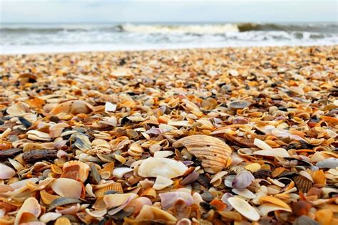11 Best Shelling Beaches In Florida · Poor In A Private Plane
