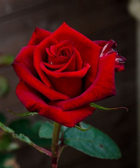 Hoa Hồng Nhung đỏ đẹp Nhất