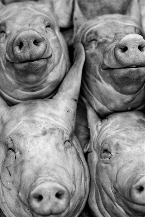【慶州 韓国】市場で売られていた豚の顔は微笑んでいるようでちょっと怖い 写真とエッセイ By