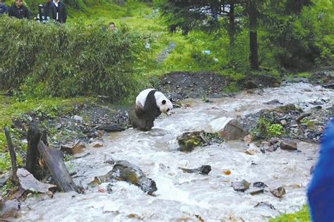 Panda Returns To Wild After 10 Weeks Of Care Cn