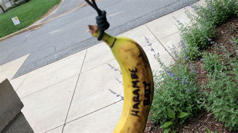 Fbi Helping American University Investigate Bananas Found Hanging