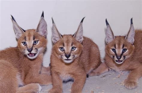 We did not find results for: Caracat Cats For Sale | California Oaks Road, CA #179745