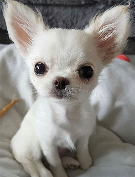 A Little Baby Chihuahua Chihuahua Puppies Cute Chihuahua Puppies