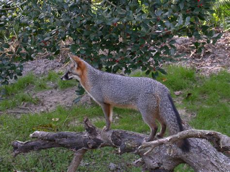 Grey Fox Grey Fox Homosassa Springs Florida John Bardwell Flickr