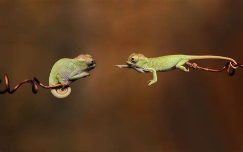 Animals Chameleons Reptile Branch Wallpapers Hd