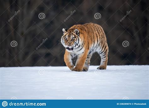 Siberian Tiger Running In Snow Beautiful Dynamic And Powerful Photo
