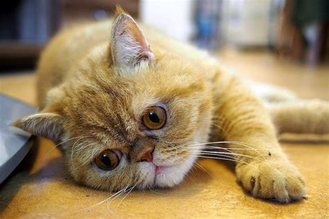 Finding cat hair all over the house can get quite irksome in terms of health and sanitation. 9 Lazy Cat Breeds For Chill Cat Parents | Litter-Robot Blog