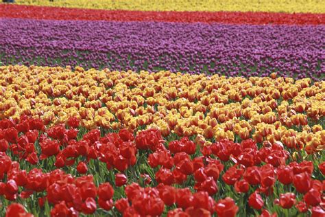 If you want to visit the skagit valley tulip festival, you're not alone. Skagit Valley Tulip Festival, Seattle, USA - TwinsMomDiary