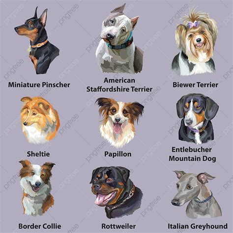 Dog Breed Set Vector Png Images Set Of Colorful Vector Portraits Of