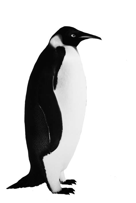 Realistic Penguin Clipart Clip Art Library