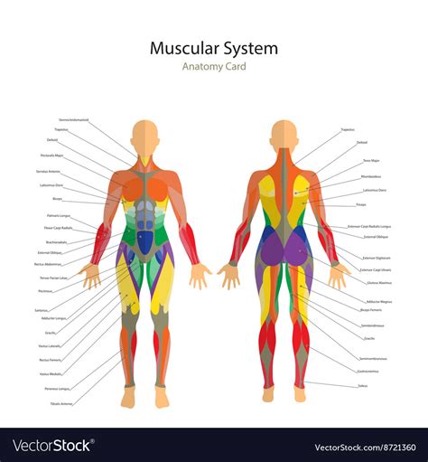Total Muscles In The Human Body Anatomy And Physiology Ymca Awards