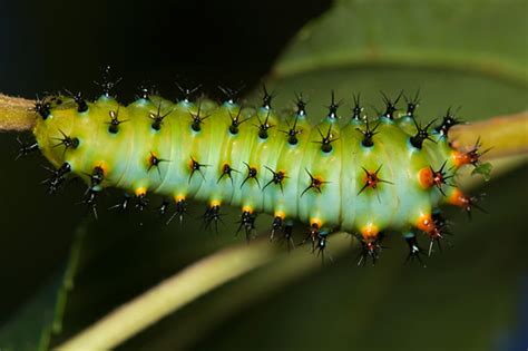 Silkworm Caterpillar Hyalophora Euryalus Bugguidenet