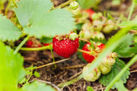 Industrial Cultivation Of Strawberries Plant Bush With Ripe Red Fruits