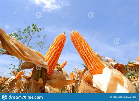 Corn On The Stalk Dry Corn Stock Image Image Of Farm 242941705