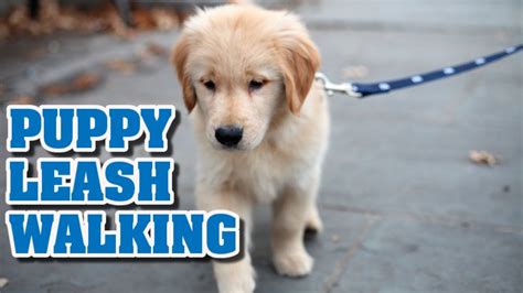 57 Tiny Training Puppies To Walk On Leash Photo Ukbleumoonproductions