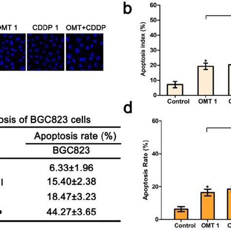 Omt Enhances Cddp Induced Apoptosis In Bgc Cells A Hoechst