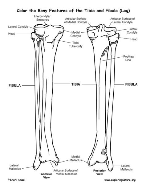 The long bones are those that are longer than they are wide. Tibia and Fibula (Calf) Bony Features Coloring Page