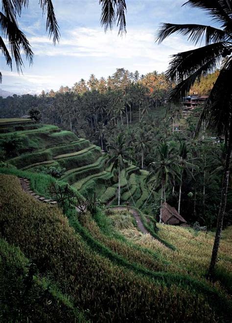 Mengenal Subak Bali Warisan Budaya Dunia Unesco