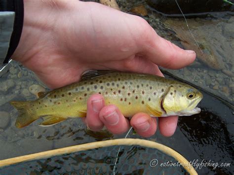 Native Trout Fly Fishing Brown Trout
