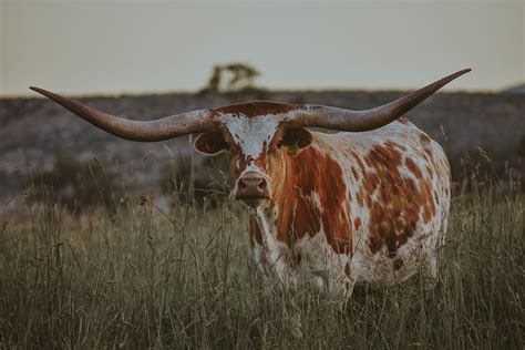 Texas Longhorn Cow Photograph By Riley Bradford Pixels