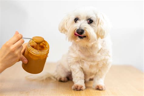 Can Dogs Eat Peanut Butter Yes With Caution Cooper Pet Care