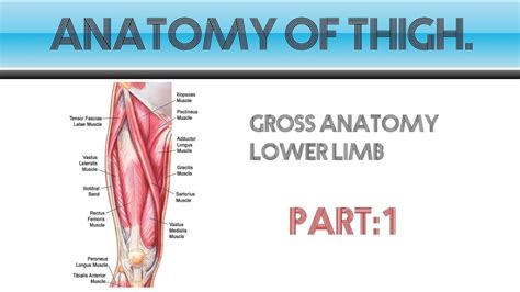 Anatomy Of The Thigh Part1 Youtube