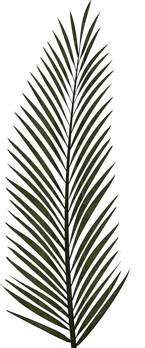 Download Hd Palm Tree Transparent Background Transparent Png Image