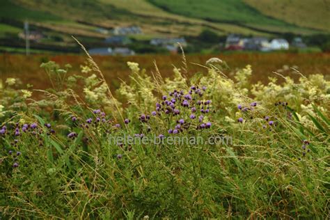 Irish Wildflowers 36 Photo