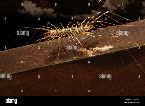 Giant House Centipede