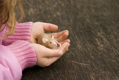 How To Keep And Care For Pet Mice Critter Culture