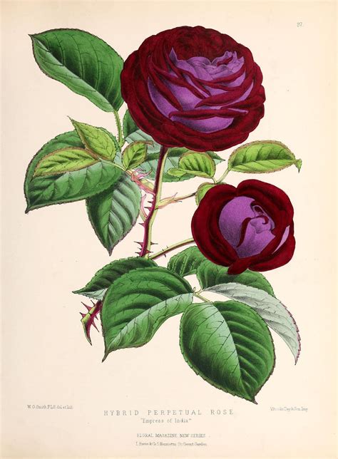 Rose Illustration Botanical Illustration Botanical Prints Botanical