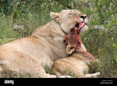 Lioness Cleaning Cub Panthera Leo After Kill Kwandwe Private Reserve