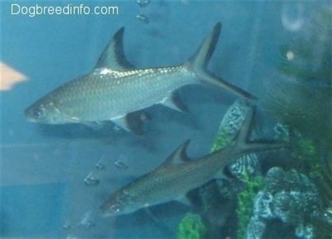 That said, they're not done once they reach maturity. Bala Shark Fresh Water Fish Information and Pictures
