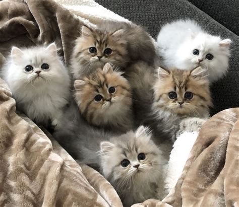 Chinchilla Persians Kittens Persiankittens Christypawpersians