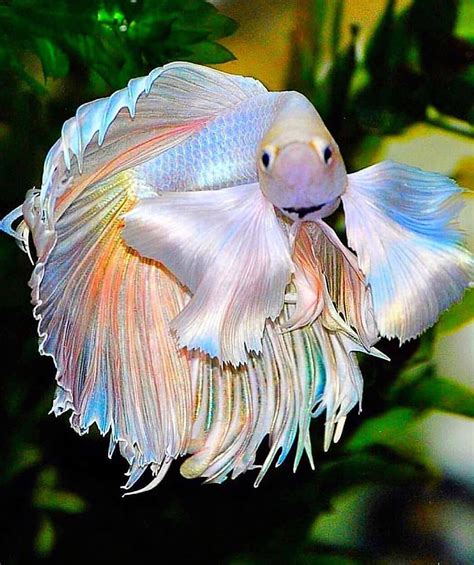 One Of The Most Beautiful Betta Ive Ever Seen Fish