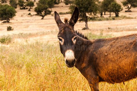 Brown Donkey Stock Image Image Of Rural Countryside 45082023