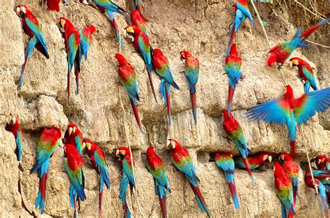 I'm in love with these birds!! Parrots Are a Lot More Than 'Pretty Bird' - The New York Times