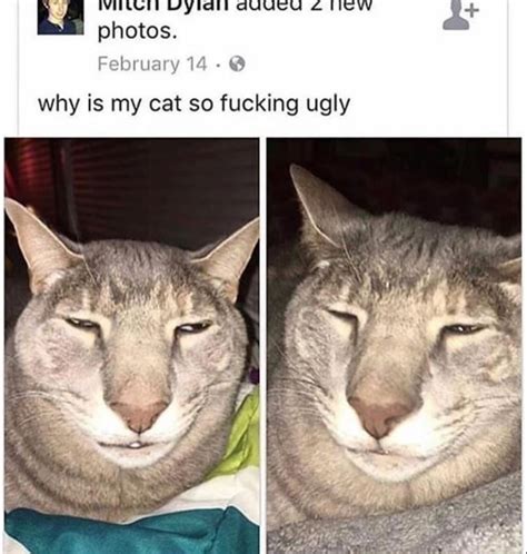 Ugly Cat Meme Guy